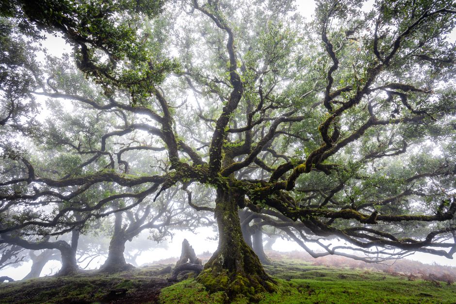 Laurisilva Forest, Madeira, Portugal