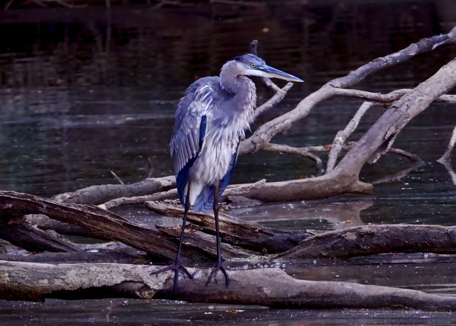 Great Dismal Swamp Canal, Virginia/North Carolina, USA