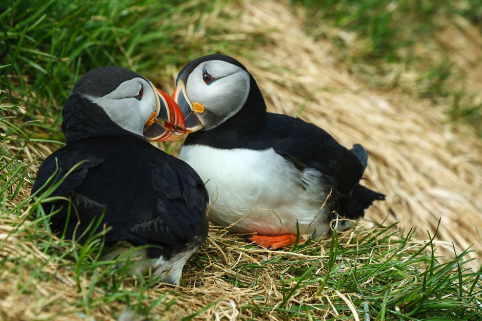 Skellig Michael, County Kerry, Ireland