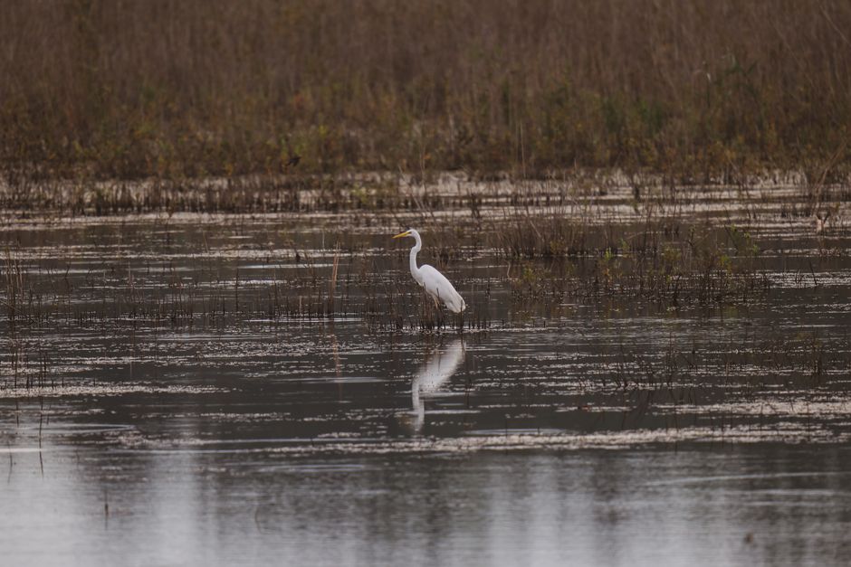 Great Dismal Swamp, USA