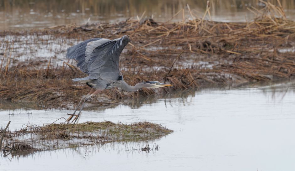 Potter Marsh Bird Sanctuary, Anchorage, USA