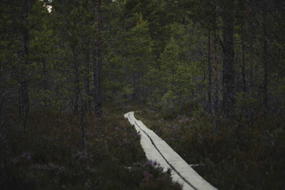 Torronsuo National Park, Finland