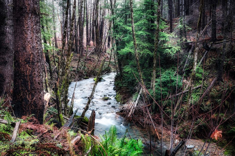 Queets River Valley, Olympic National Park, USA