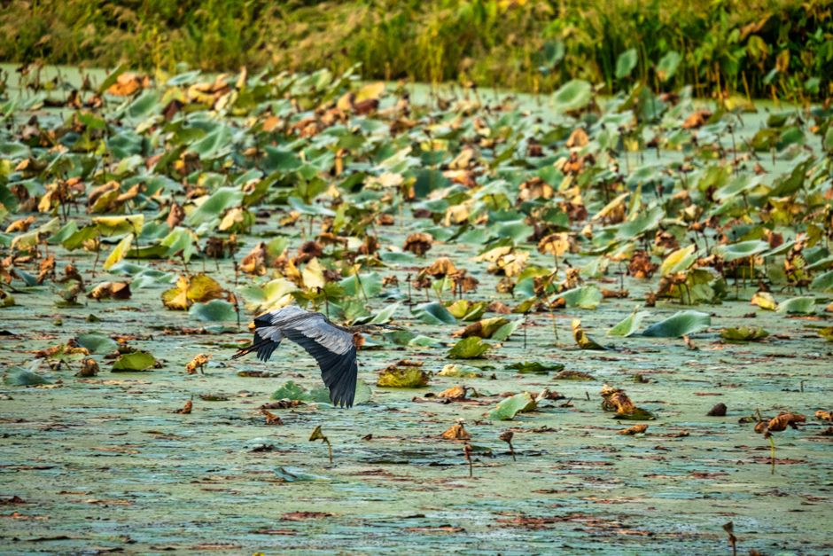Great Dismal Swamp National Wildlife Refuge, Virginia/North Carolina