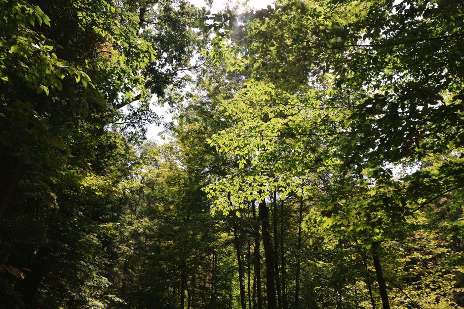 Finger Lakes National Forest, New York, USA