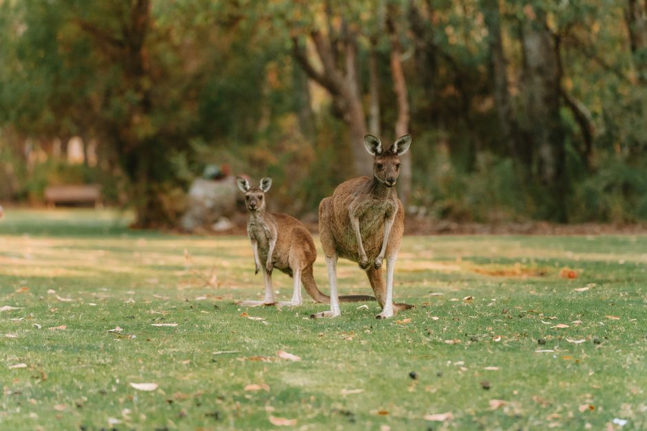 Murramarang National Park, New South Wales
