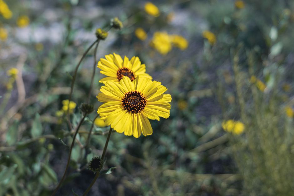 Carrizo Plain National Monument, USA