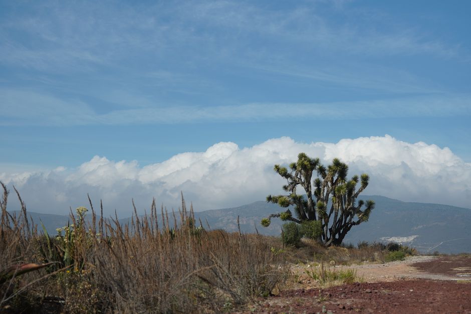 Cima Dome, Mojave National Preserve, USA