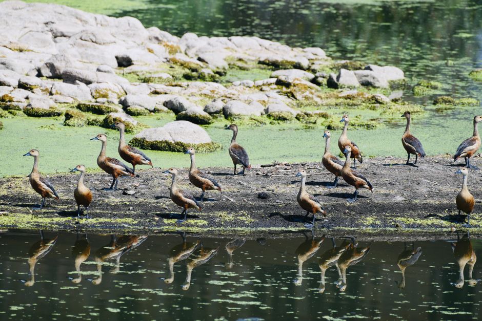 Inglewood Bird Sanctuary & Nature Centre, Canada
