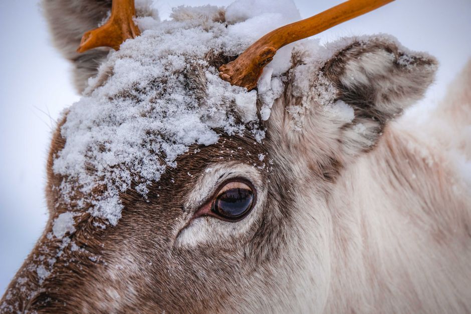 Inari, Finnish Lapland
