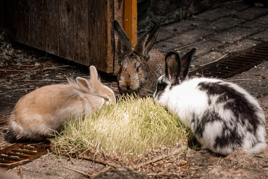 Okunoshima Island, Japan
