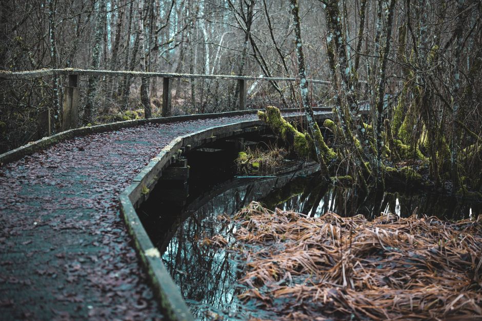 Moseley Bog and Joy's Wood, Birmingham, UK