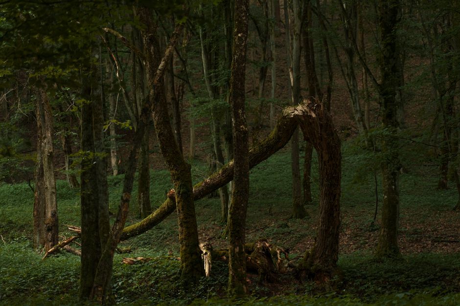 Krzywy Las (Crooked Forest), Poland