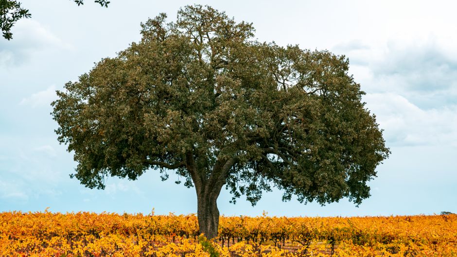 Paso Robles, California, USA