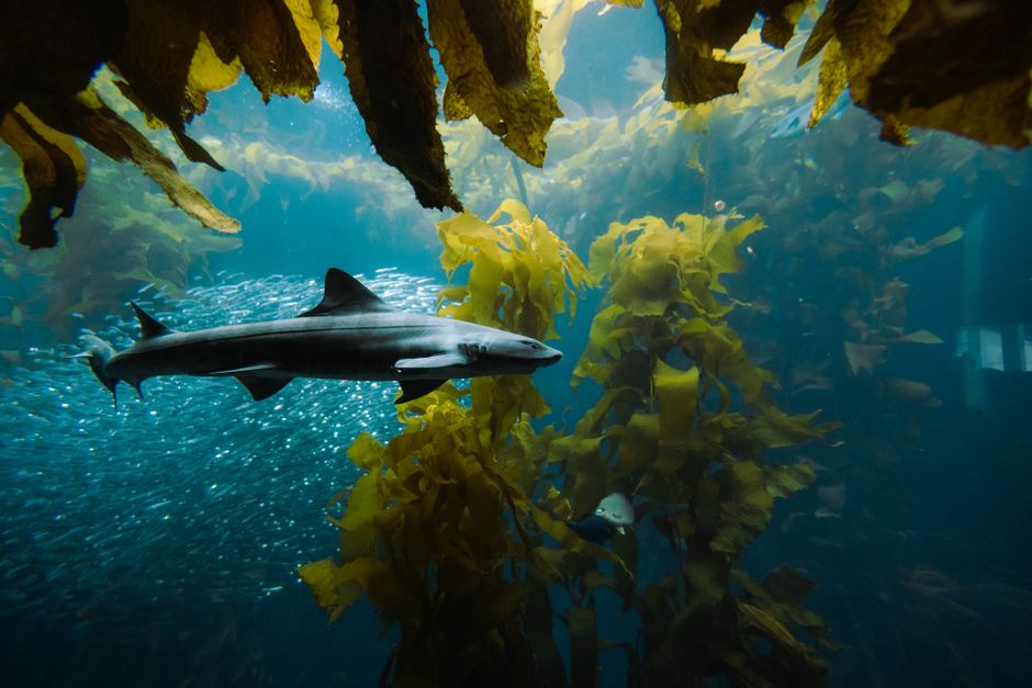 Bjarnarhöfn Shark Museum, Iceland
