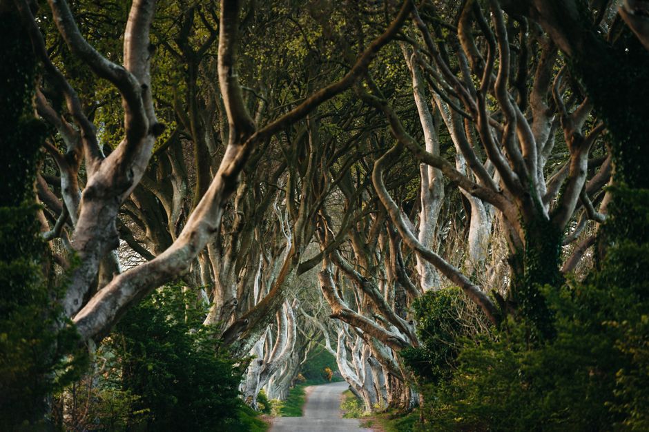 Dark Hedges, Northern Ireland