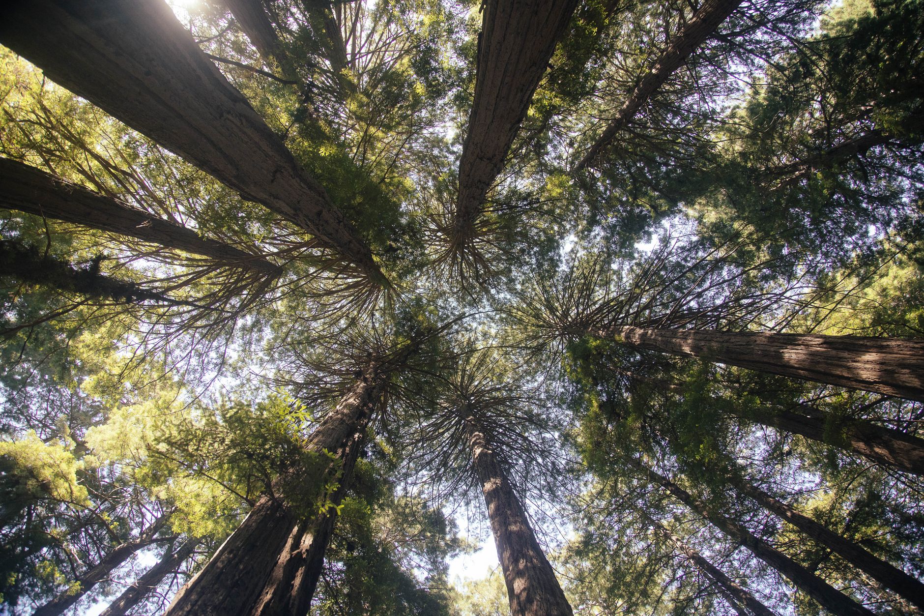 An aerial, sweeping view of towering redwood trees stretching across a vast, mist-shrouded valley, with hints of sunlight filtering through the dense canopy.