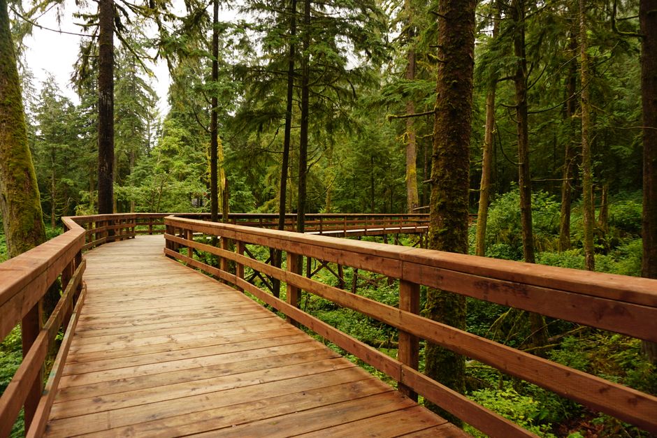Grove of Titans, Jedediah Smith Redwoods State Park, USA