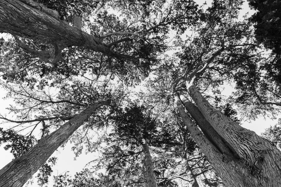 Tall Trees Grove, Redwood National Park, USA