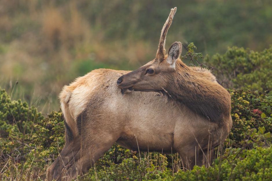 Elk Prairie, Prairie Creek Redwoods State Park, USA