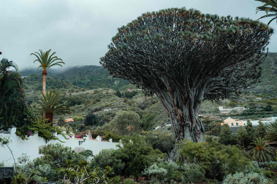Socotra Island, Yemen