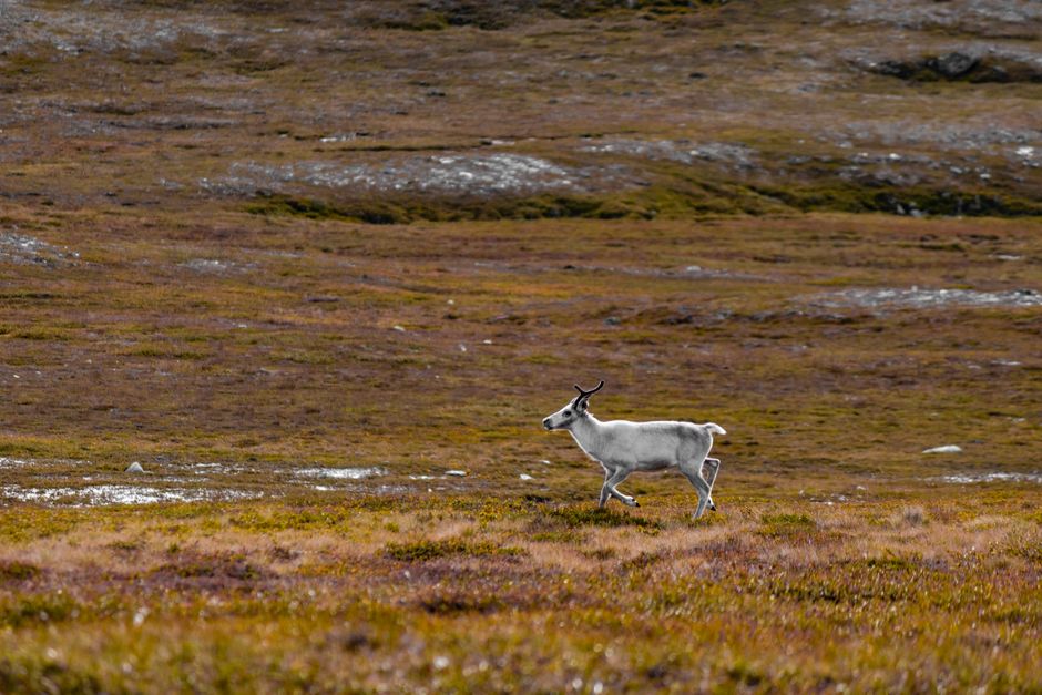 Northern Kungsleden (Abisko to Nikkaluokta), Sweden