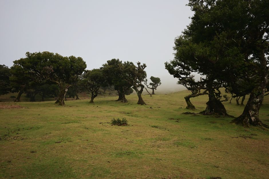 Fanal Forest, Madeira, Portugal