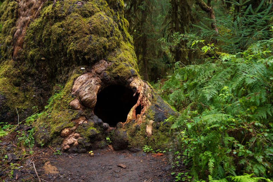 Hoh Rainforest, Olympic National Park, USA