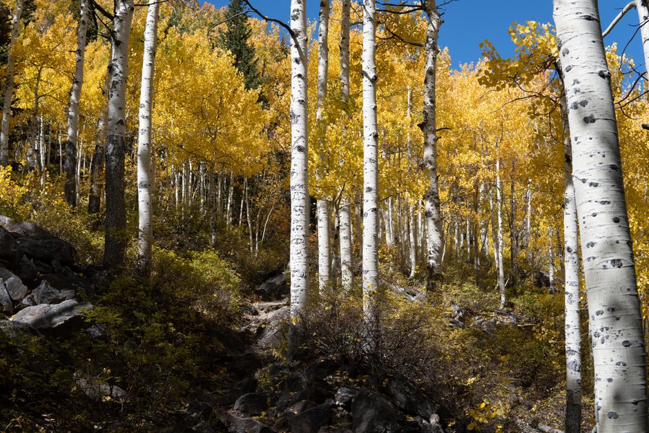 Pando Forest, Utah, USA