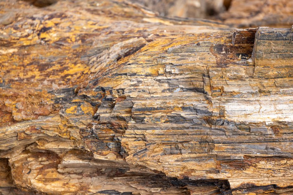 The Petrified Forest of Lesvos, Greece