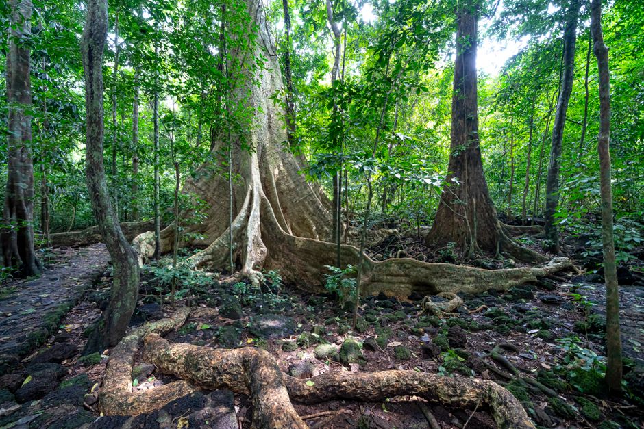Mulu National Park, Borneo, Malaysia