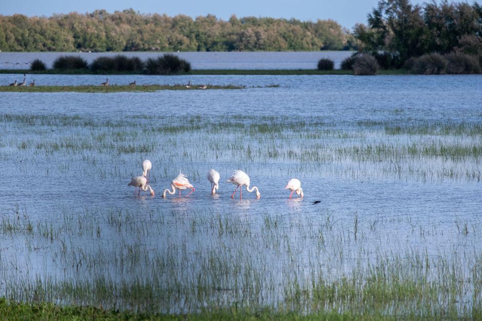 Vransko Jezero Nature Park, Croatia