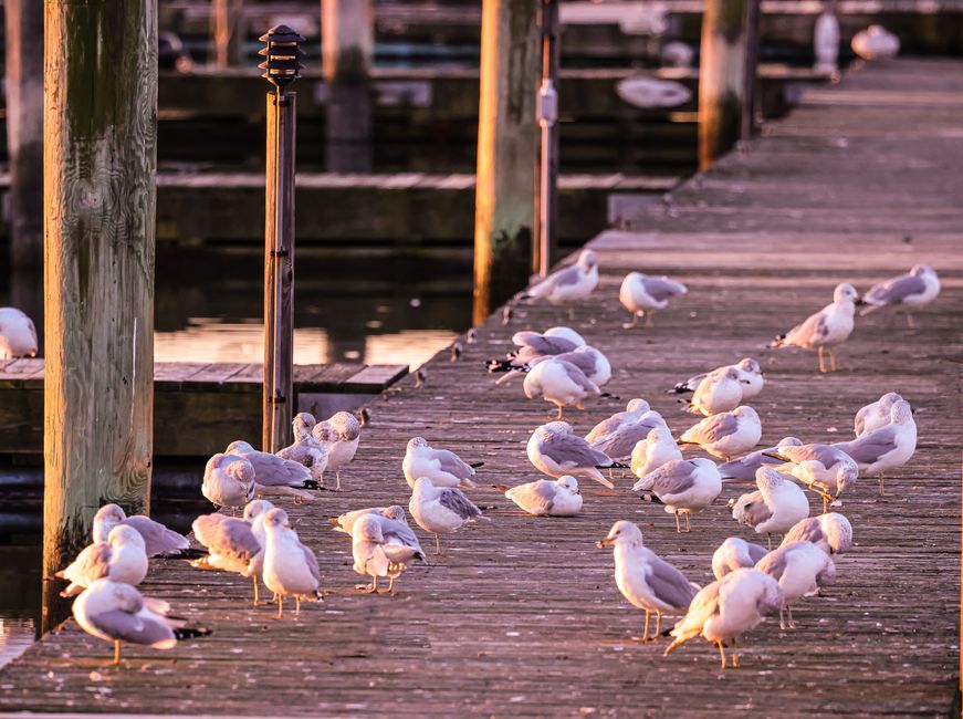 Iona Beach Regional Park Jetty, Canada