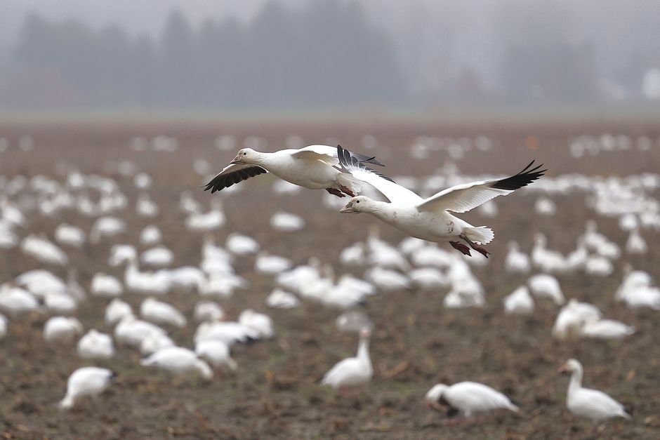 Reifel Bird Sanctuary, Delta, Canada