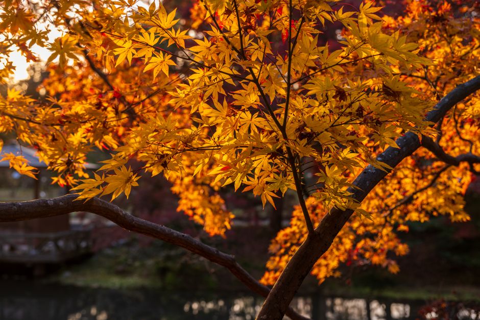 The glistening Golden Hall (Konjiki-dō) of Chūson-ji Temple, surrounded by lush autumn trees, reflecting the sun in Hiraizumi, Japan.