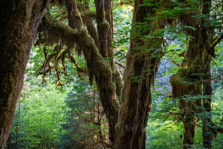 Sunlight breaking through the dense canopy of a temperate rainforest in Olympic National Park, illuminating moss-covered trees and a lush, green forest floor.